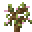 Apple Tree Sapling
